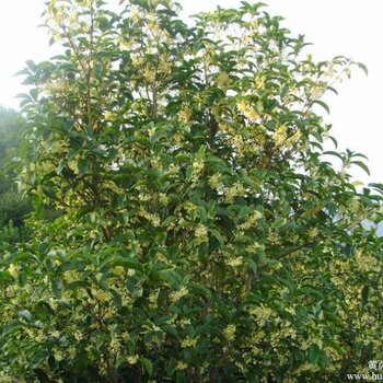 桂花树苗桂花树苗价格桂花苗种植技术扬州水生木园林桂花苗